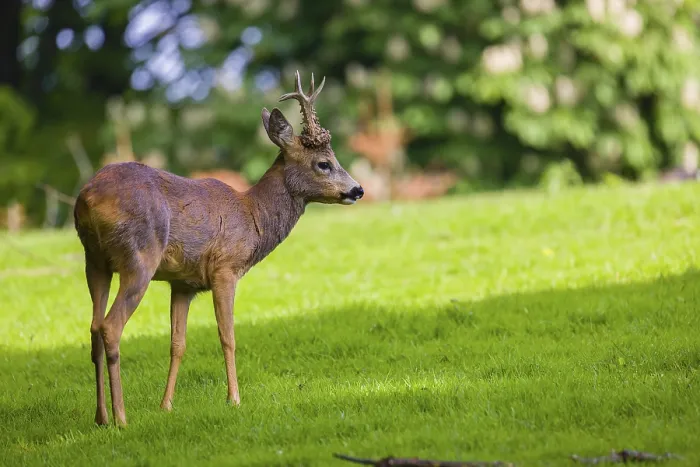 Framed Print : One male Roe Deer, Roe buck (Capreolus capreolus)
