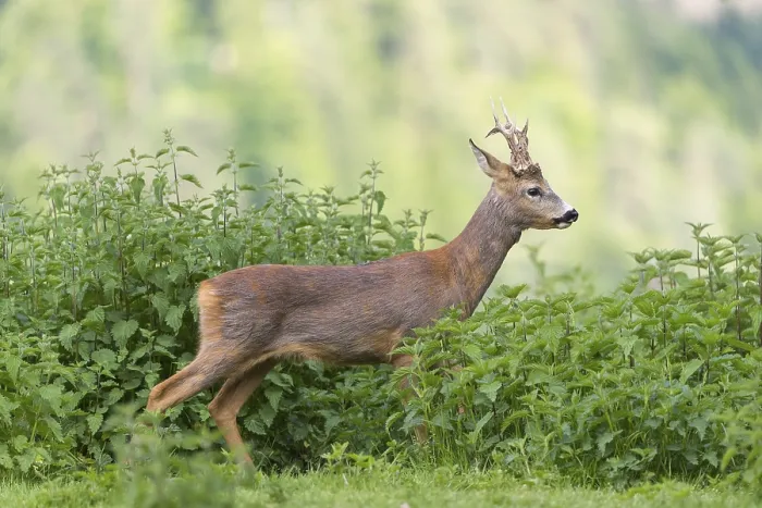 Framed Print : One male Roe Deer, Roe buck (Capreolus capreolus)