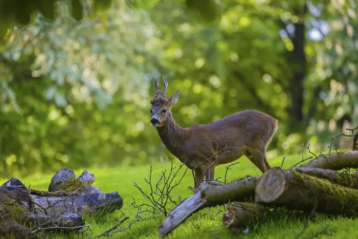 Framed Print : One male Roe Deer, Roe buck (Capreolus capreolus)
