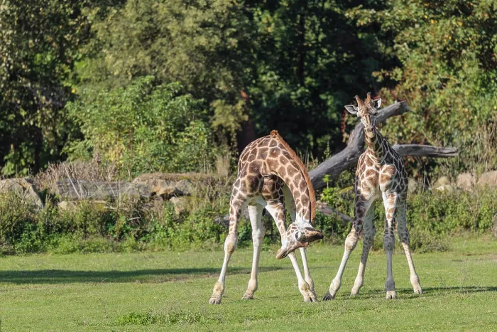 Framed Print : Two male Rothschild's Giraffe (Giraffa camelopardalis camelopardalis)