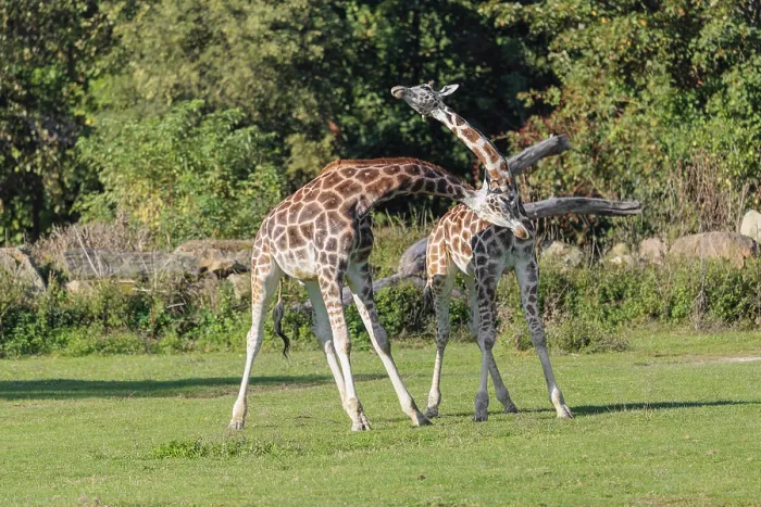 Framed Print : Two male Rothschild's Giraffe (Giraffa camelopardalis camelopardalis)