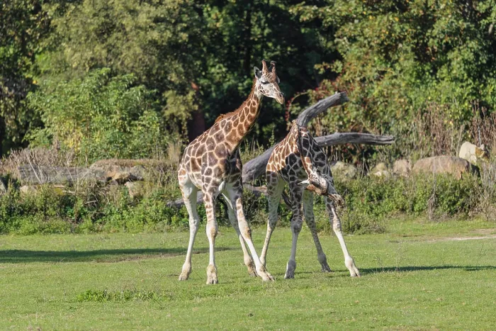 Framed Print : Two male Rothschild's Giraffe (Giraffa camelopardalis camelopardalis) Framed Print : Two male Rothschild's Giraffe (Giraffa camelopardalis camelopardalis)