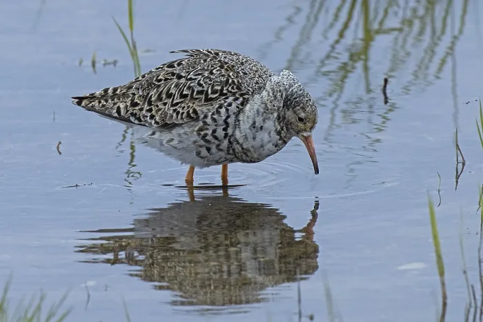 Framed Print : Male ruff satellite with mirror image standing in water looking right