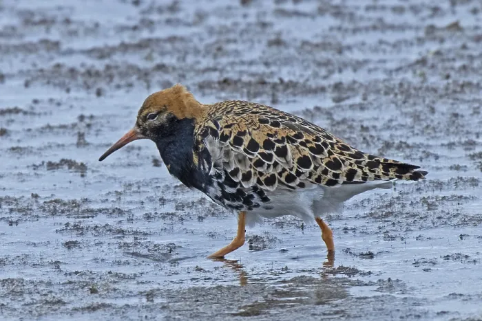 Framed Print : Male ruff standing in water looking left Framed Print : Male ruff standing in water looking left
