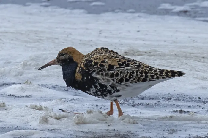 Framed Print : Male ruff standing in water looking left Framed Print : Male ruff standing in water looking left