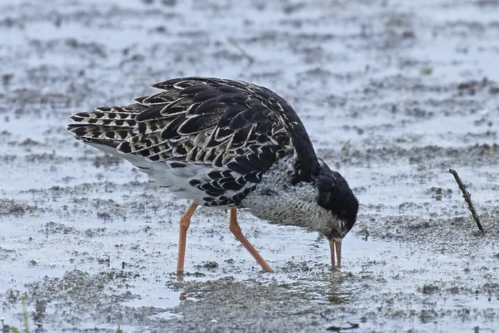Framed Print : Male ruff standing in water looking down to the right
