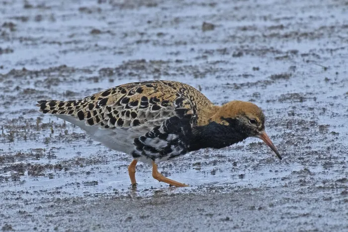 Framed Print : Male ruff standing in water looking right