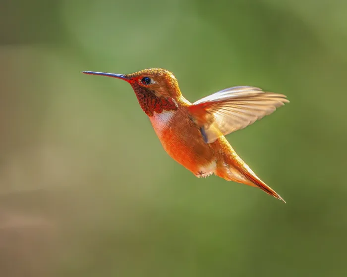 Framed Print : A male Rufous Hummingbird (Selasphorus rufus) hovering in mid-air
