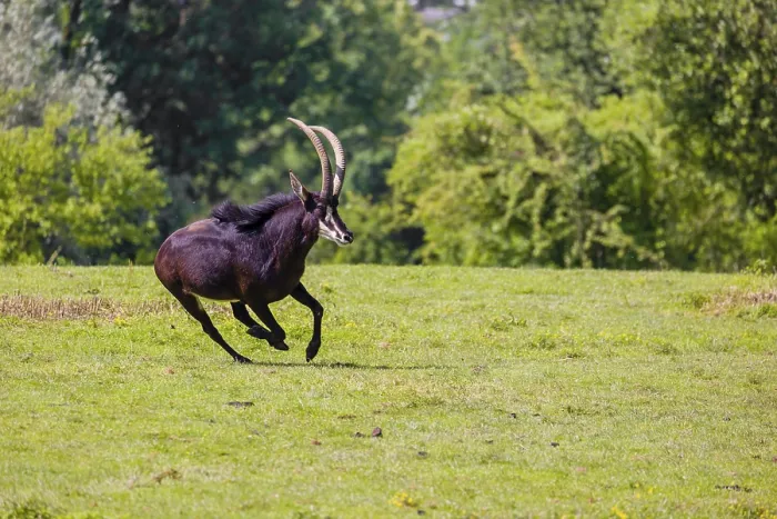 Framed Print : A male Sable antelope, Hippotragus niger runs across a hilly green meadow at a forest edge