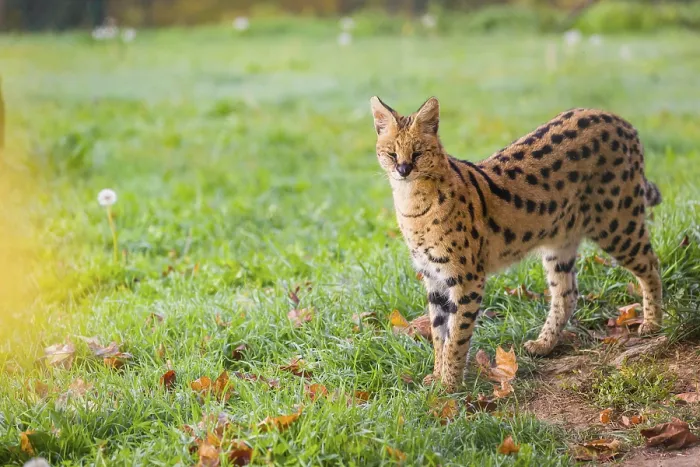 Framed Print : A male serval, Leptailurus serval