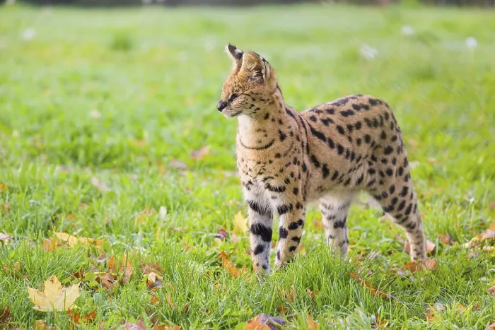 Framed Print : A male serval, Leptailurus serval