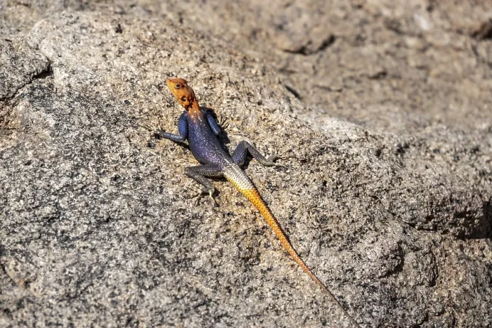 Framed Print : Male settler agama (Agama agama), Namibia Framed Print : Male settler agama (Agama agama), Namibia