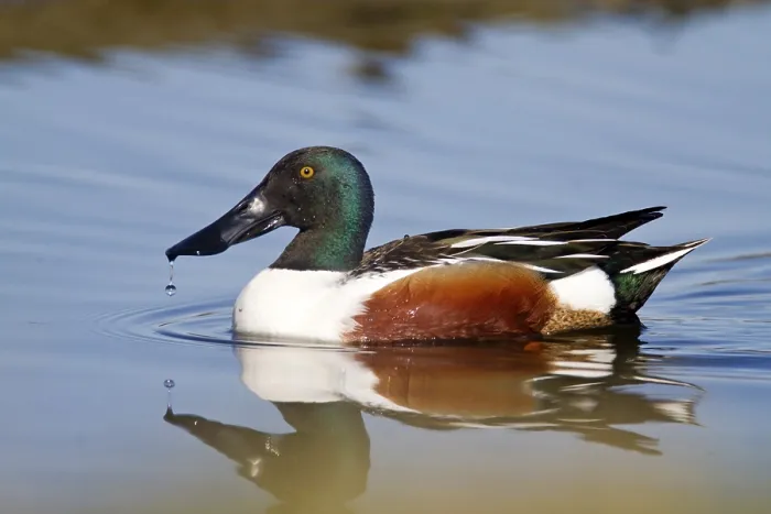 Framed Print : Male shoveler (Anas clypeata), animals