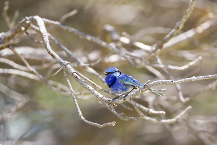 Framed Print : Male Splendid Fairy-wren (Malurus splendens) Framed Print : Male Splendid Fairy-wren (Malurus splendens)