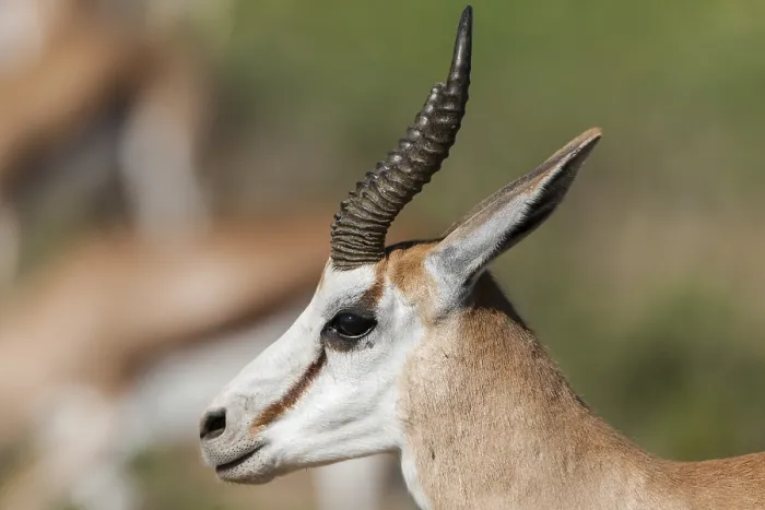 Framed Print : Male Springbok (Antidorcas marsupialis)