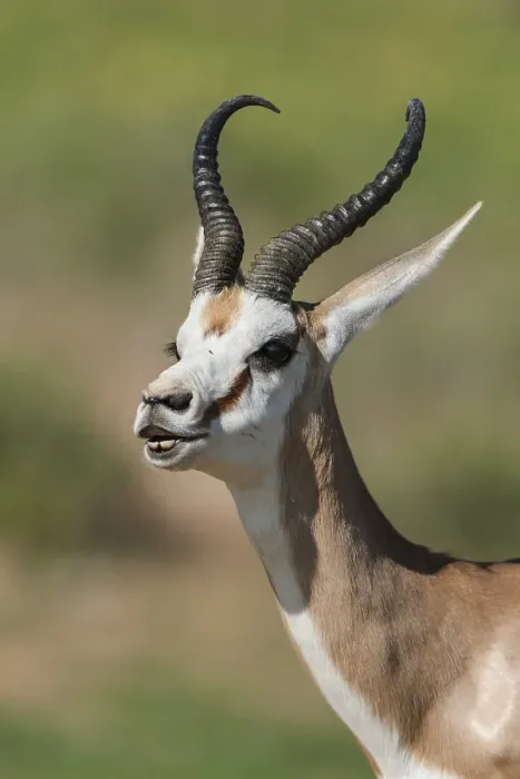 Framed Print : Male Springbok (Antidorcas marsupialis) at Flehmen