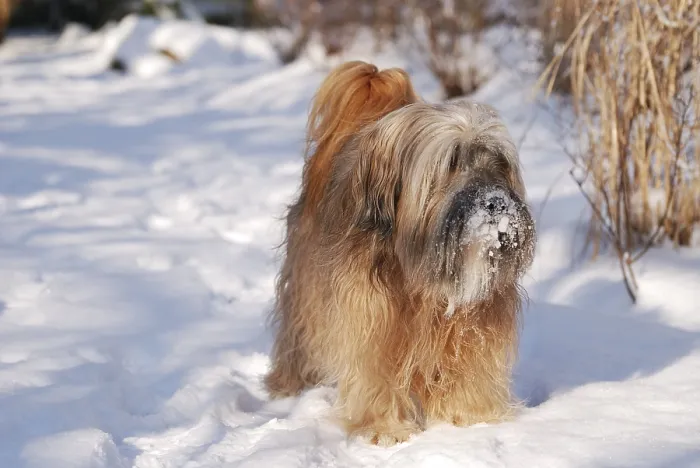 Framed Print : Male tibetan terrier in the snow Framed Print : Male tibetan terrier in the snow