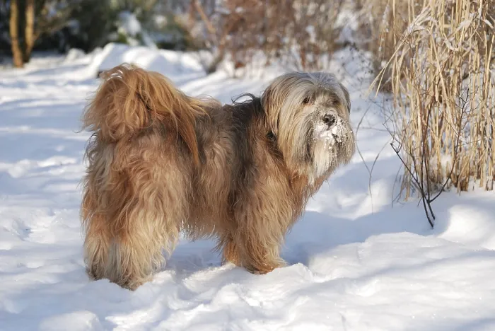 Framed Print : Male tibetan terrier in the snow