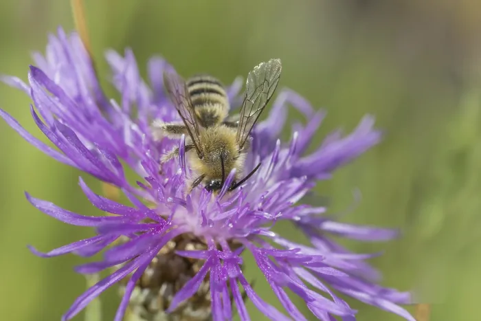 Framed Print : Male trouser bee (Dasypoda hirtipes)