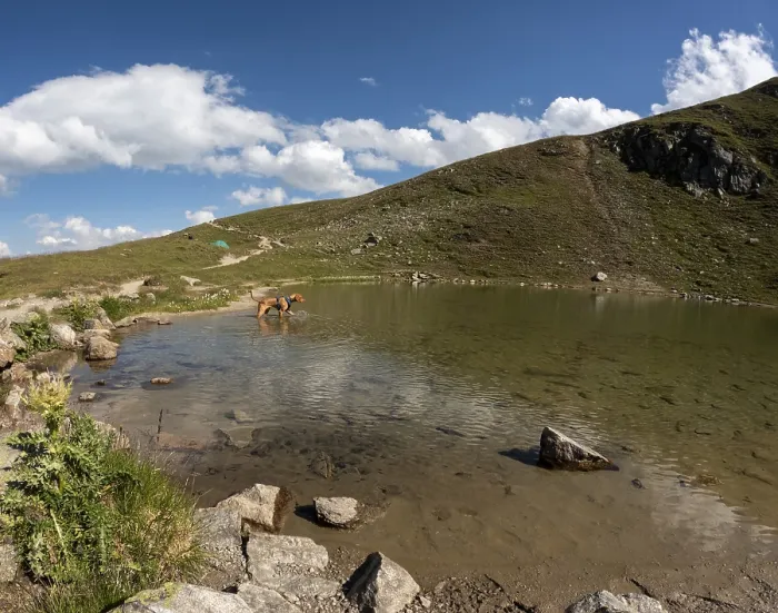 Framed Print : Male Vizsla bathing in Lake Strela