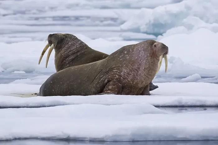 Framed Print : Two male walruses (Odobenus rosmarus) resting on ice floe in the Arctic Sea