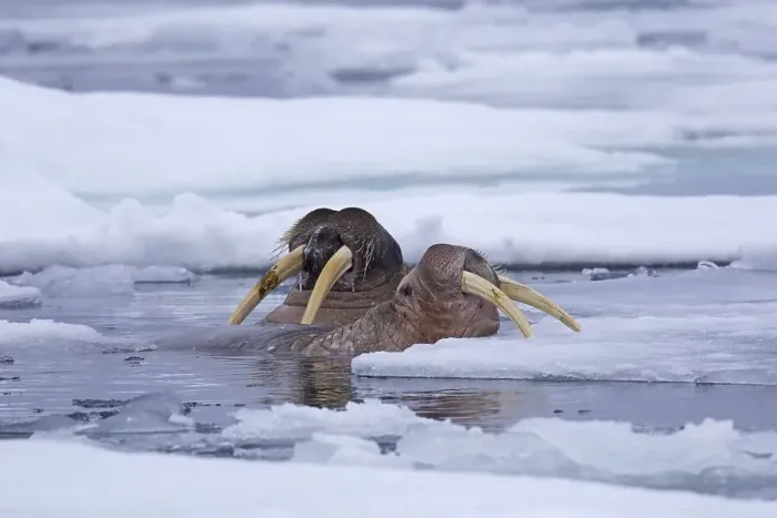 Framed Print : Two male walruses (Odobenus rosmarus) swimming among ice floe