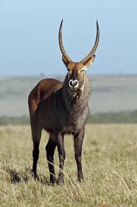 Framed Print : Male Waterbuck (Kobus ellipsiprymnus)