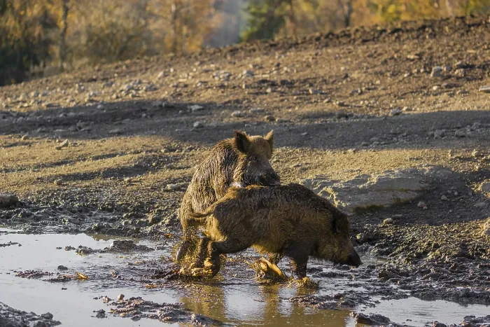 Framed Print : A male wild boar (Sus scrofa) runs after a female to mate