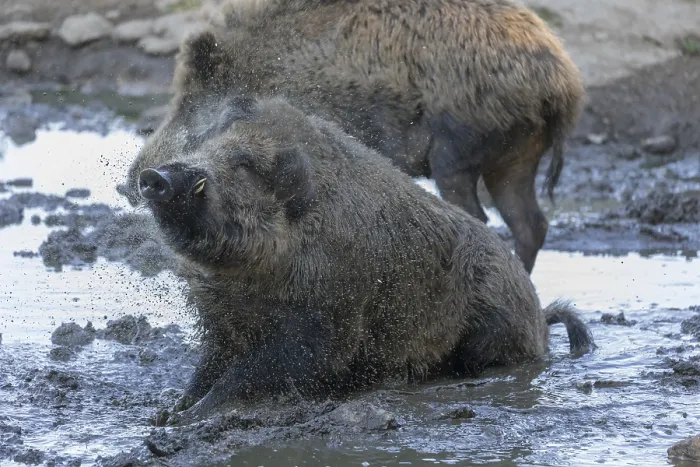 Framed Print : One male wild boar or wild pig (Sus scrofa)