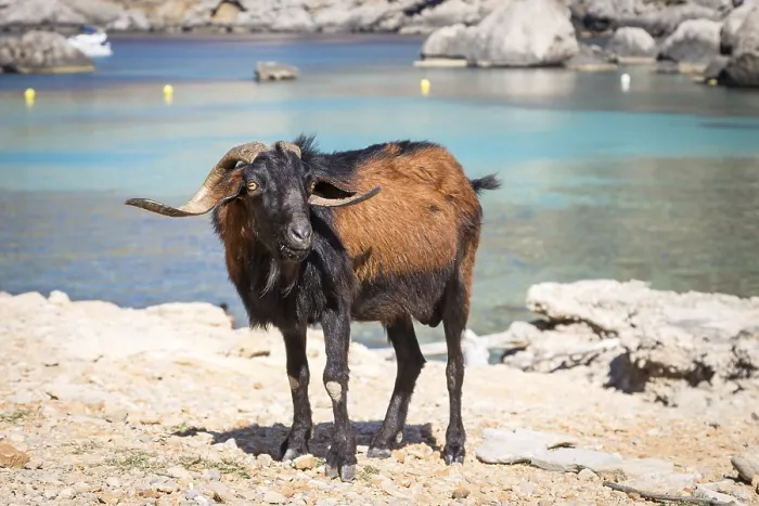 Framed Print : Male wild domestic goat (Capra aegagrus hircus)