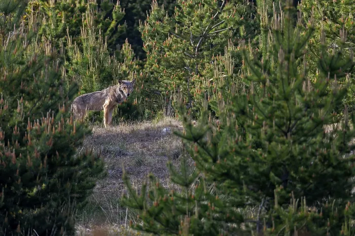 Framed Print : A male wolf (Canis lupus) stands in the light of the evening sun Framed Print : A male wolf (Canis lupus) stands in the light of the evening sun