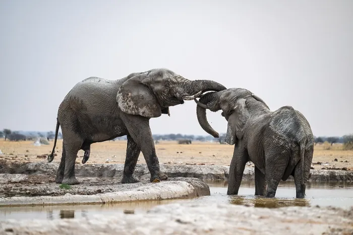 Framed Print : Two males fighting, African elephant (Loxodonta africana) Framed Print : Two males fighting, African elephant (Loxodonta africana)