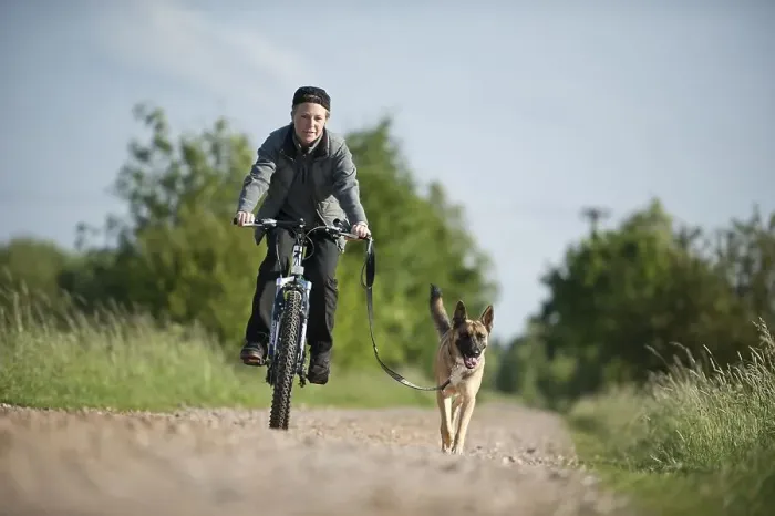 Framed Print : Malinois or Belgian Shepherd Dog running beside a bicycle