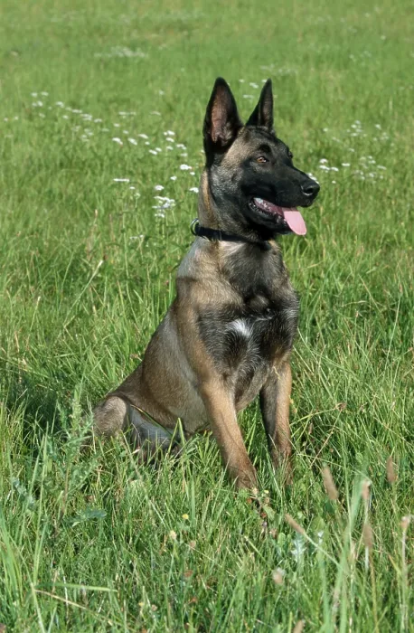 Framed Print : Malinois, Belgian Shepherd, Mecheler