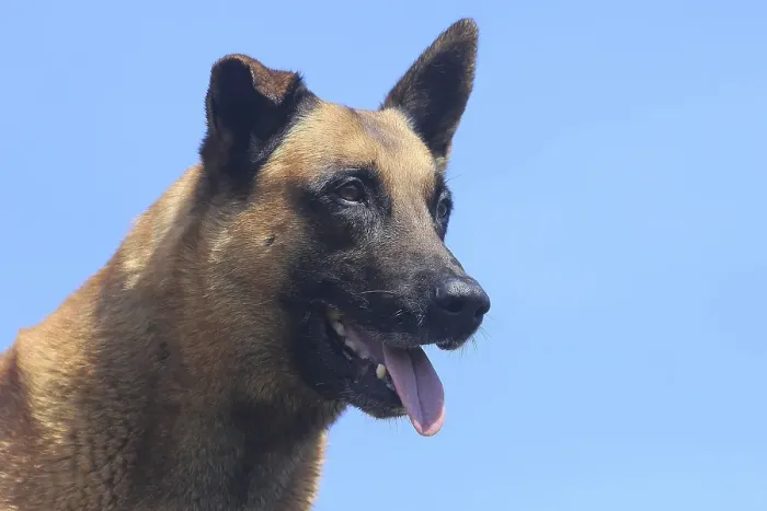 Framed Print : Malinois (Canis lupus familaris)