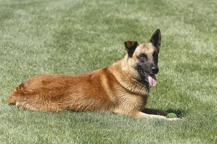 Framed Print : Malinois (Canis lupus familaris)