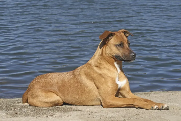 Framed Print : Malinois hybrid lying at to a lake Framed Print : Malinois hybrid lying at to a lake
