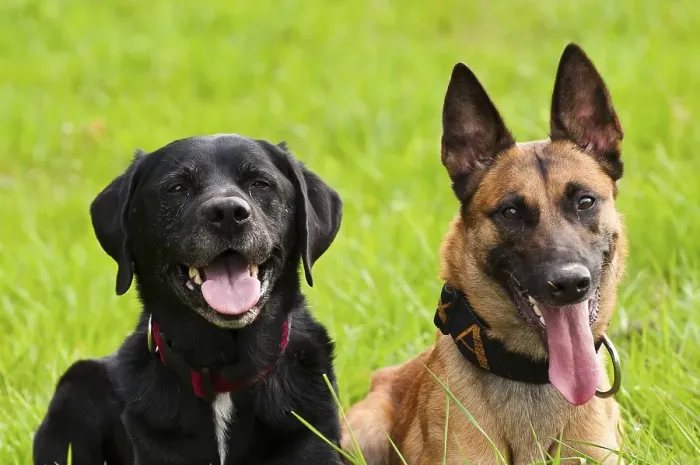 Framed Print : Malinois and Labrador mix on a green meadow