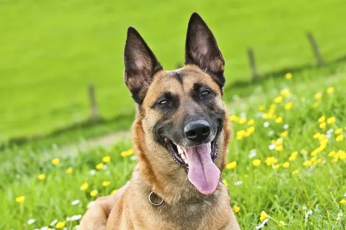 Framed Print : Malinois portrait