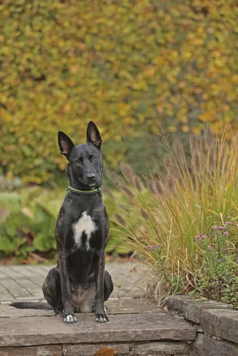 Framed Print : Malinois sitting on stone slab Framed Print : Malinois sitting on stone slab