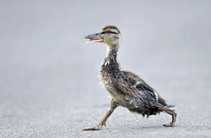 Framed Print : Mallard (Anas plathyrrhynchos) duckling walking with an unorthodox walking style on asphalt