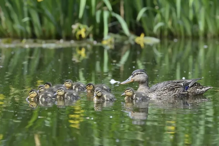 Framed Print : Mallard (Anas platyrhinchos) with ducklings Framed Print : Mallard (Anas platyrhinchos) with ducklings