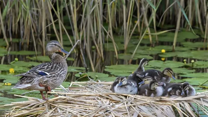 Framed Print : Mallard (Anas platyrhynchos), adult bird with chicks in the nest at the water