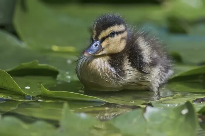 Framed Print : Mallard (Anas platyrhynchos), chick on water lily pad in water