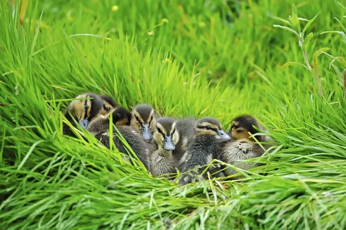 Framed Print : Mallard (Anas platyrhynchos) ducklings