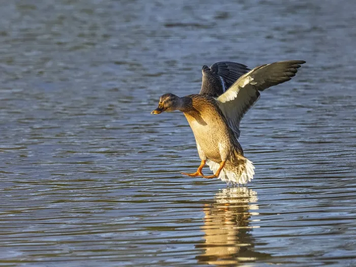 Framed Print : Mallard (Anas platyrhynchos), female duck in flight about to land on a lake