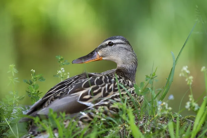 Framed Print : Mallard (Anas platyrhynchos), female sitting in the grass and looking around Framed Print : Mallard (Anas platyrhynchos), female sitting in the grass and looking around