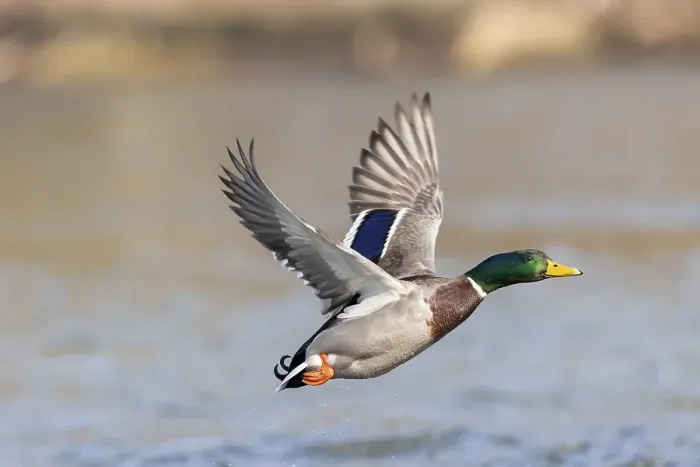 Framed Print : Mallard (Anas platyrhynchos), in flight above water surface