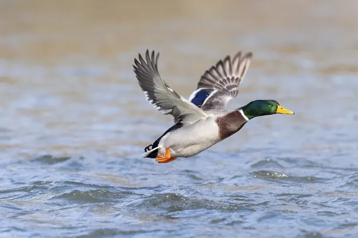 Framed Print : Mallard (Anas platyrhynchos), in flight above water surface