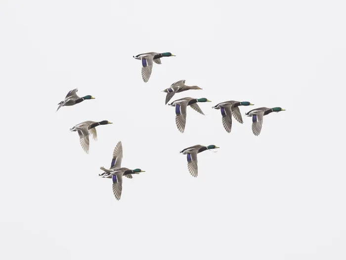 Framed Print : Mallard (Anas platyrhynchos), flock of ducks in flight against a grey sky background